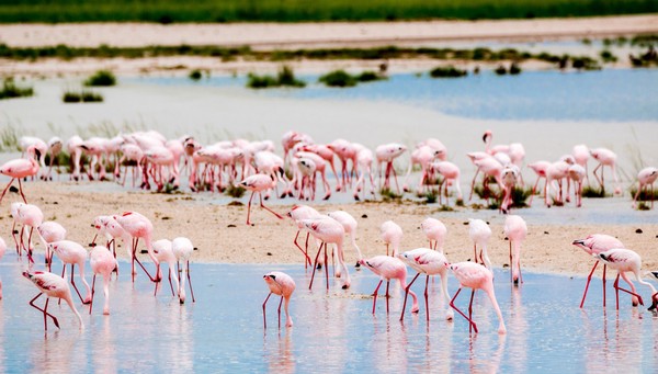 Parque Nacional Etosha